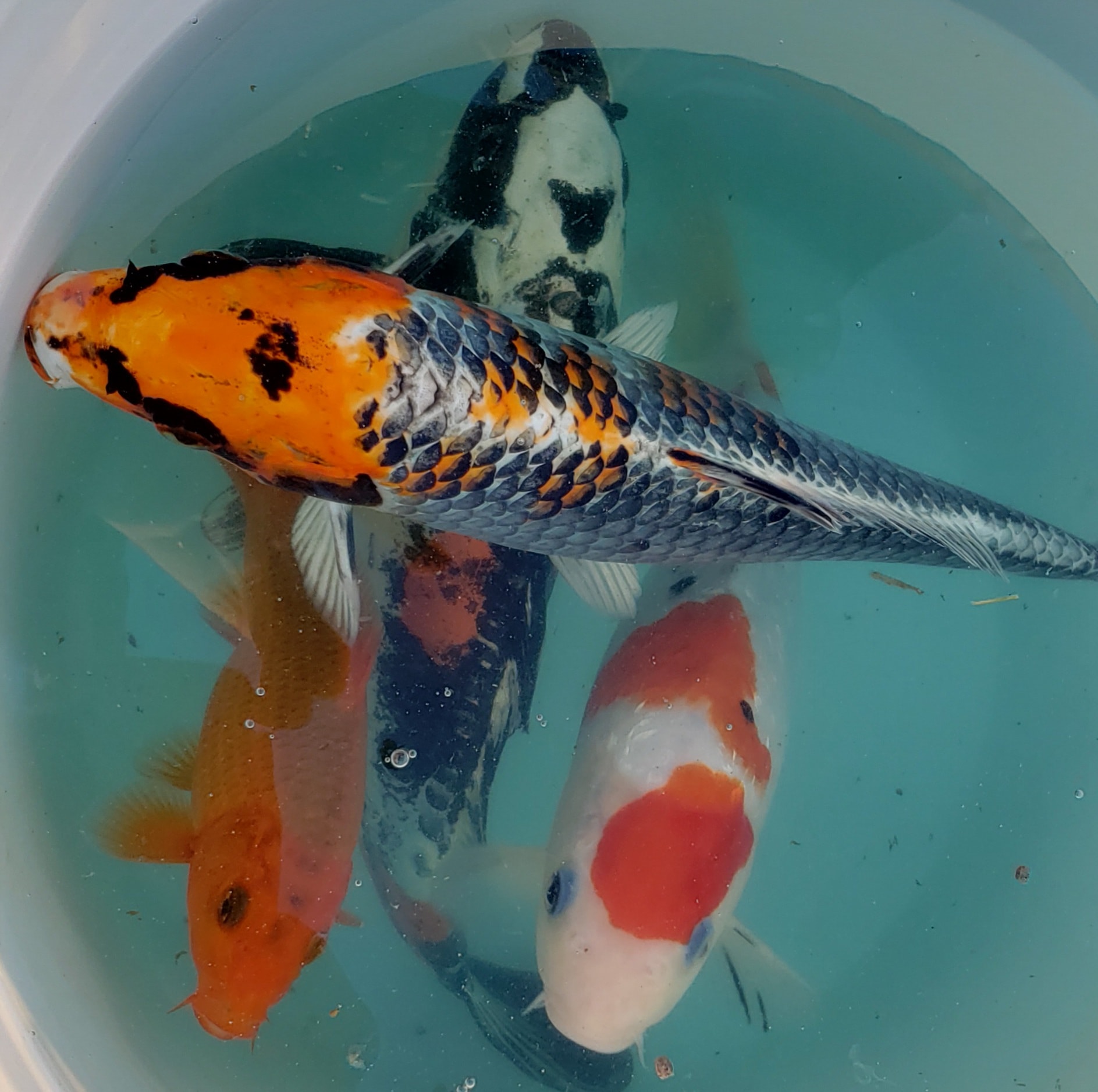 Freshwater pond water with colorful koi fish