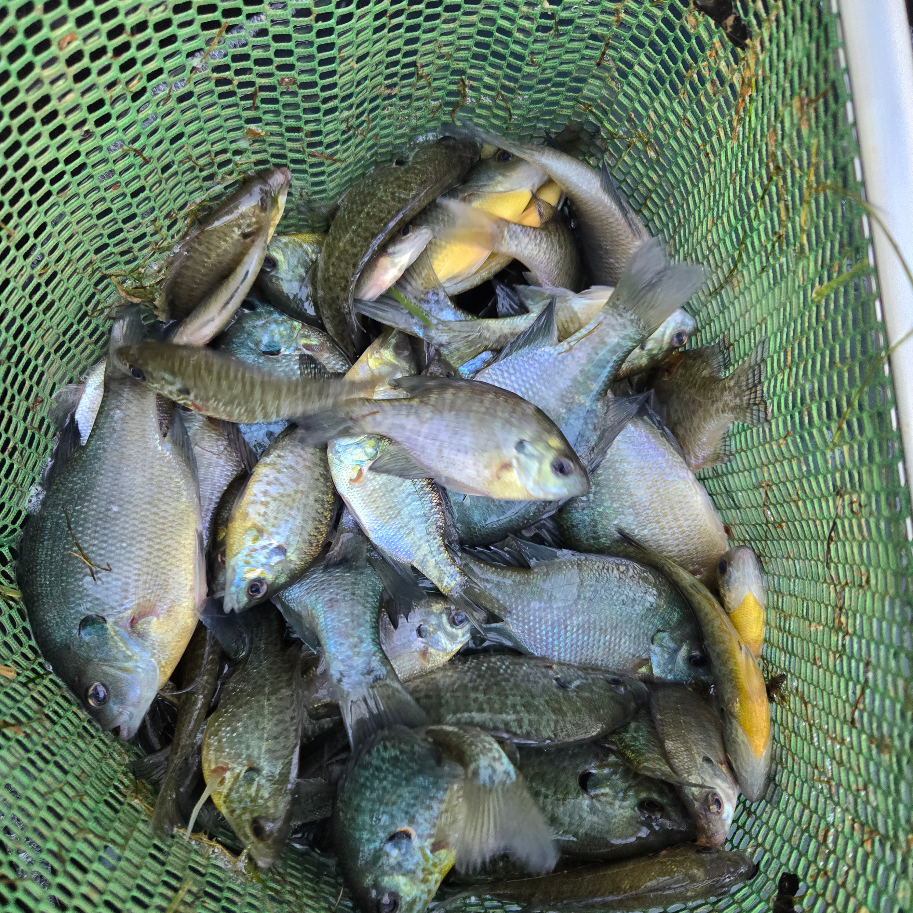 Bluegill freshwater fish