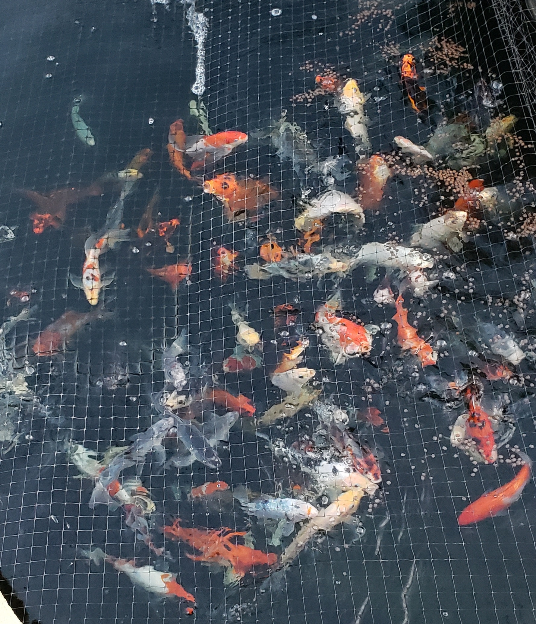 Koi freshwater fish
