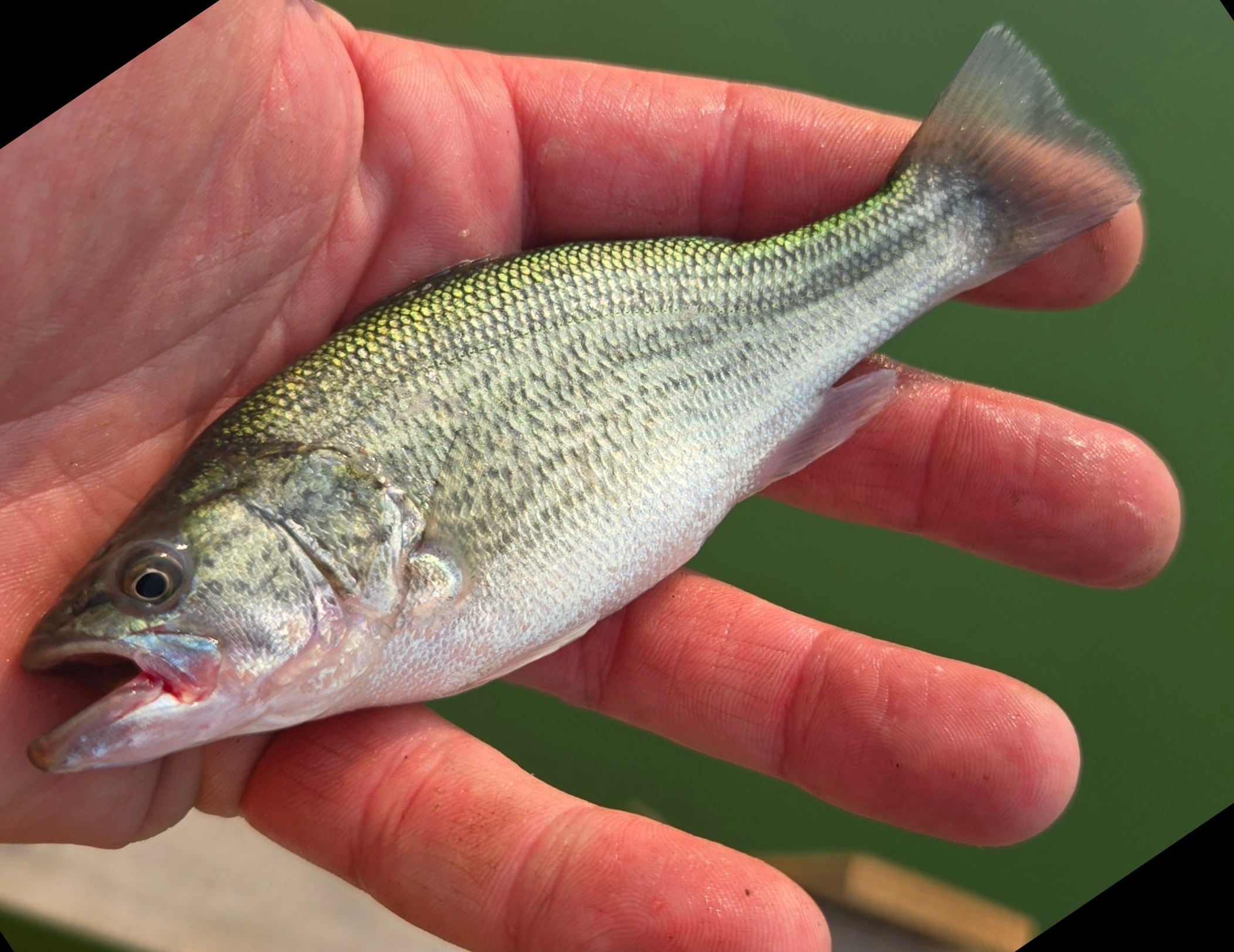 Largemouth bass freshwater fish