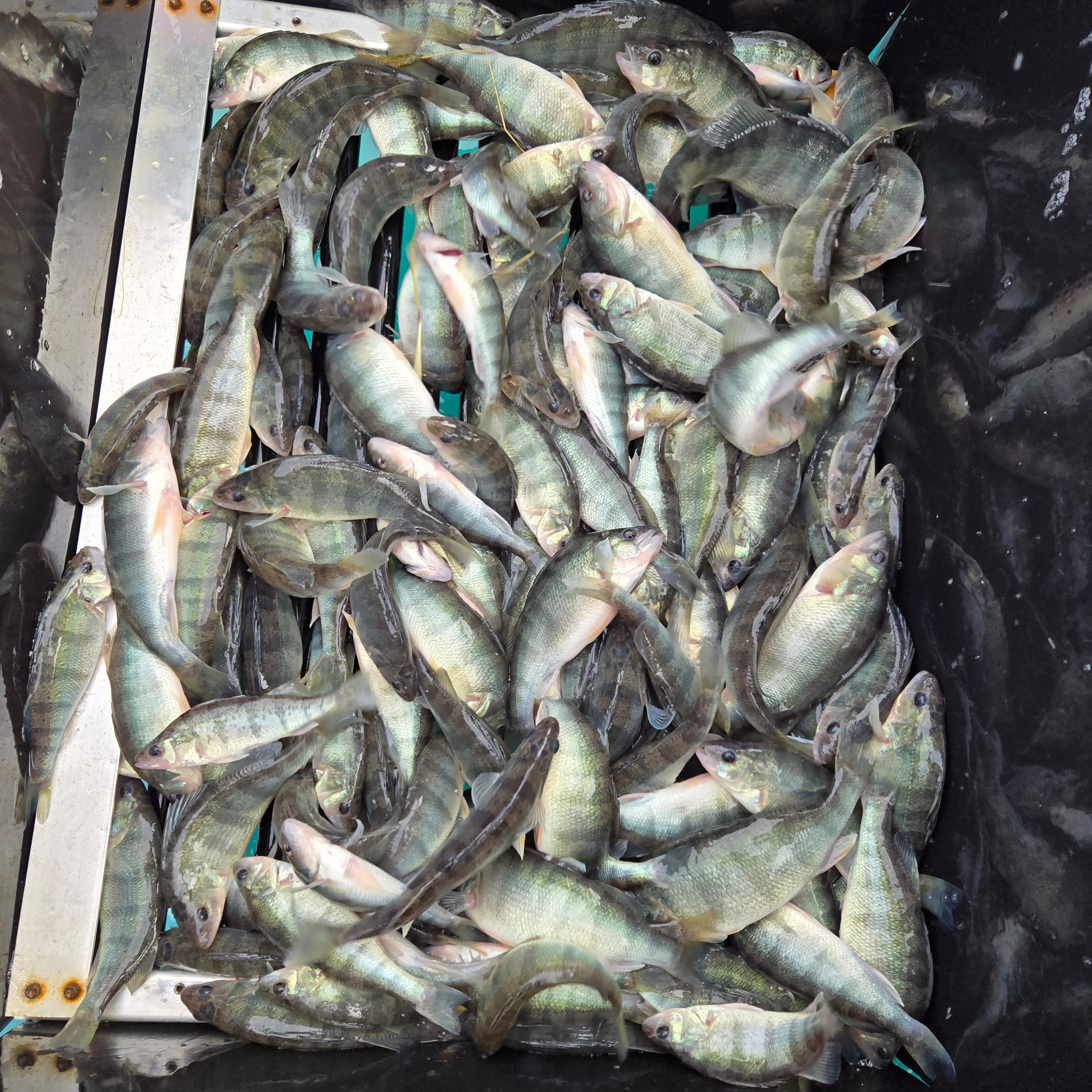 Yellow perch freshwater fish